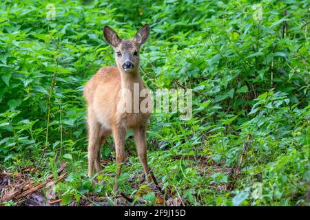 Roe Deer (Capreolus capreolus). Pegno in piedi. Austria Foto Stock