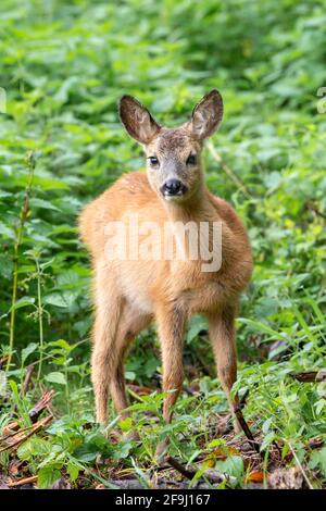 Roe Deer (Capreolus capreolus). Pegno in piedi. Austria Foto Stock