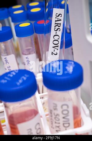 Ricerca di laboratorio nuovo ceppo di Sudafrica sars-COV-2 scientificamente conosciuto come 20H/501Y.V2 o B.1.351), quadro concettuale Foto Stock