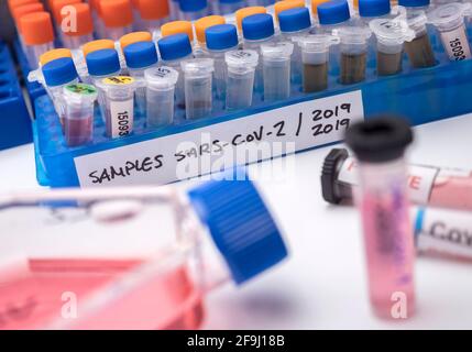 Fiale con campioni di SARS-COV-2 Covid-19 in un laboratorio di ricerca, immagine concettuale Foto Stock