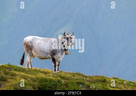 Bestiame grigio tirolese. Mucca in piedi sul prato di altitudine. Tirolo, Austria Foto Stock