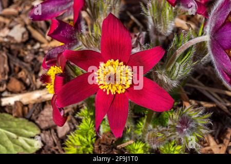 Pulsatilla vulgaris 'Pinwheel Dark Red Shades' una pianta fiorente di primavera comunemente conosciuta come fiore Pasque che è in fiore durante marzo e aprile, st Foto Stock