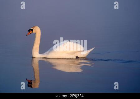 Un cigno alla luce del mattino presto nel Bushy Park a Londra. Data immagine: Lunedì 19 aprile 2021. Foto Stock