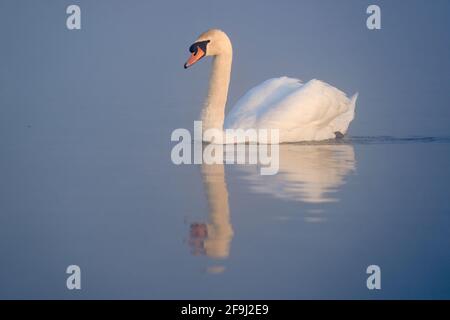 Un cigno alla luce del mattino presto nel Bushy Park a Londra. Data immagine: Lunedì 19 aprile 2021. Foto Stock