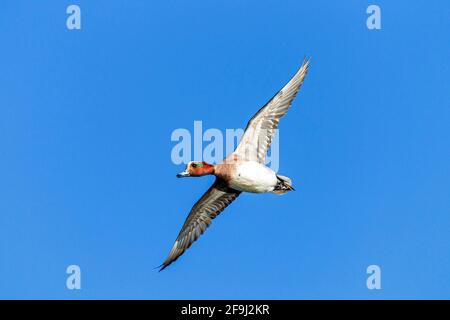 Wigeon eurasiatico (Anas penelope). Drake in volo. Germania Foto Stock