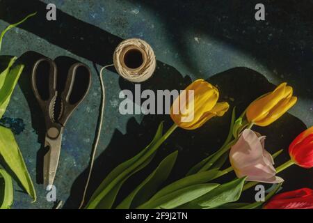 Vista dall'alto del tulipano rosso con corde e forbici da fiorista su sfondo blu all'ombra della luce solare. Foto Stock