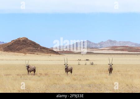 Gemsbok (Oryx gazella) nel deserto della Namibia. Namibia, Africa Foto Stock