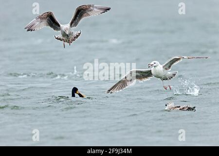 Grande cormorano (Phalacrocorax carbo). Giovani grandi gabbiani con supporto nero cercano di rubare preda, una Plaice, da un Grande cormorano. Germania Foto Stock