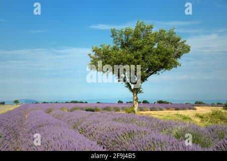 Campo di lavanda e campo di grano sull'altopiano di Valensole Alpes-de-Haute-Provence Provenza Francia Foto Stock