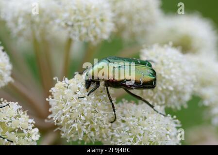 Green Rose Chafer Bug o Beetle, Cetonia auratia, che si nutrono su Hogweed comune, Heracleum sphondylium Foto Stock