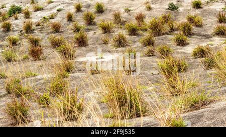 Molte piante piccole stanno crescendo sul muro di ritegno del calcestruzzo. Foto Stock