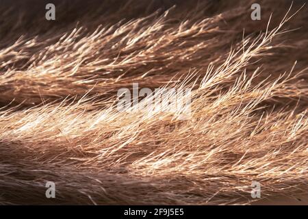 Primo piano di pampas erba alla luce del sole. Messa a fuoco selettiva Foto Stock