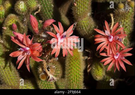 Cleistocactus Winteri o fiori dorati di coda di ratto in fiore nel sole di mezzogiorno, esotici cactus colonnari steli succosi e fiori rosa colorati Foto Stock