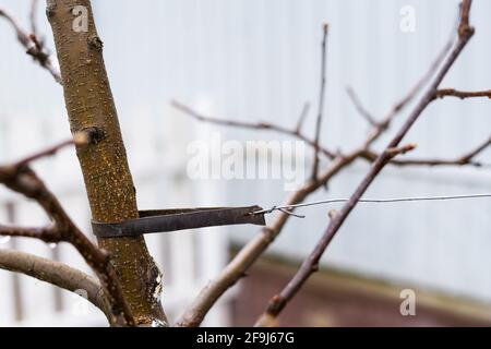 Un albero giovane è legato con una striscia di cuoio e. filo in una spina di legno Foto Stock
