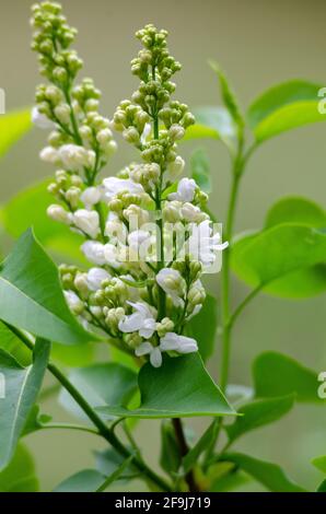 Macro shot di gemme lilacche fiorite Foto Stock
