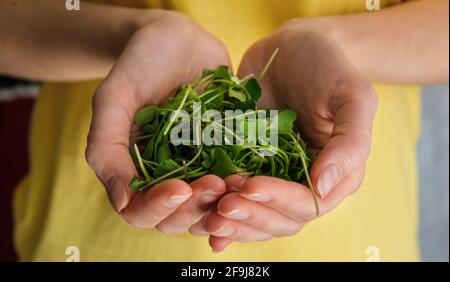 Primo piano di micrograni di broccoli in mani femminili in t-shirt gialla. Concetto di supercibo Foto Stock