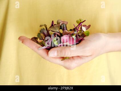 Donna con contenitore in plastica con Rambo Radish Micogreens commestibile Foto Stock