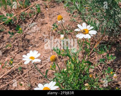 Vespe a righe seduta su un centro giallo di fiore camomilla che cresce all'aperto vicino alla strada di campagna in una giornata di sole. Foto Stock