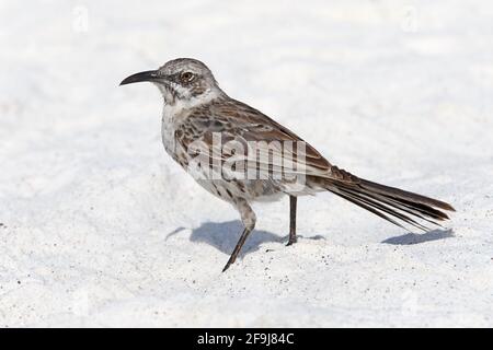 Espanola mockingbird, Esapnola, Galapagose, Novemebr 2013 Foto Stock