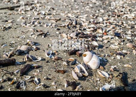 Novi Sad, Serbia - Luglio 17. 2019: Spiaggia sabbiosa nel cantiere vicino al nuovo ponte di Zezelj sul Danubio vicino a Novi Sad. Foto Stock