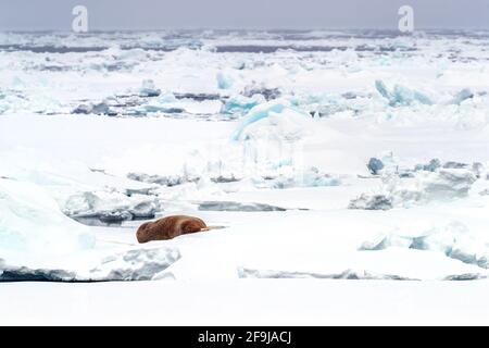 Un singolo walrus adulto, odobenus rosmarus, poggia sul ghiaccio pacchetto al largo della costa di Svalbard. Oceano Artico a circa 80˚ Nord. Foto Stock