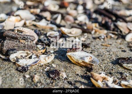 Novi Sad, Serbia - Luglio 17. 2019: Spiaggia sabbiosa nel cantiere vicino al nuovo ponte di Zezelj sul Danubio vicino a Novi Sad. Foto Stock