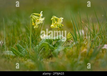 Oxlip, Primula elatior, naturalizzato. Famiglia Primulaceae Foto Stock