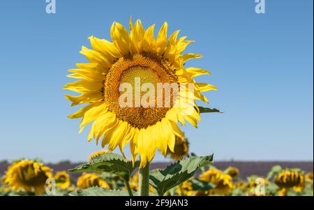 Girasole in campo. Primo piano. Foto Stock