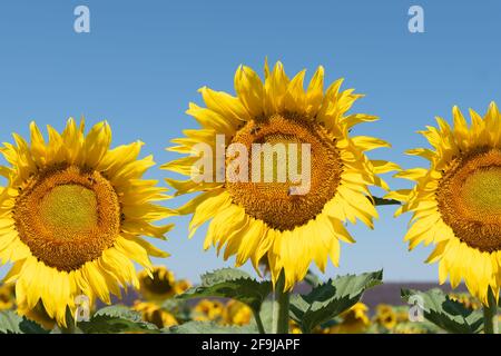 Girasoli nel campo contro il cielo blu. Primo piano. Foto Stock