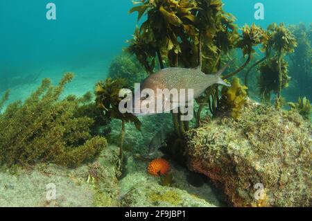 Il dentice Australasiano che nuota sopra la scogliera rocciosa con la kelp marrone e la spugna di capezzolo arancione sul fondo piatto. Foto Stock