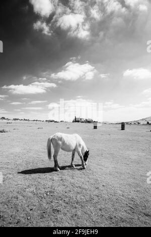 Cavalli selvatici sulla brughiera Bodmin nella cornovaglia a infrarossi inghilterra uk Foto Stock