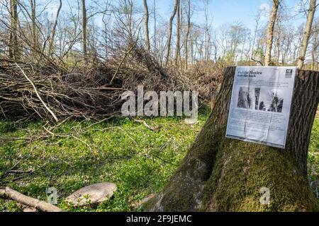 Avviso di malattia dell'albero di dieback della cenere in terreno boscoso con alberi di cenere tagliati giù per motivi di sicurezza, Hampshire, Inghilterra, Regno Unito Foto Stock