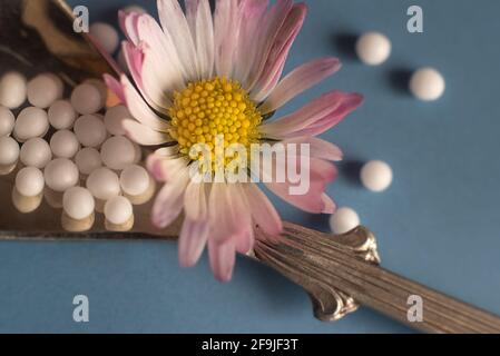 Globuli omeopatici e margherita fiore su sfondo blu. Foto Stock