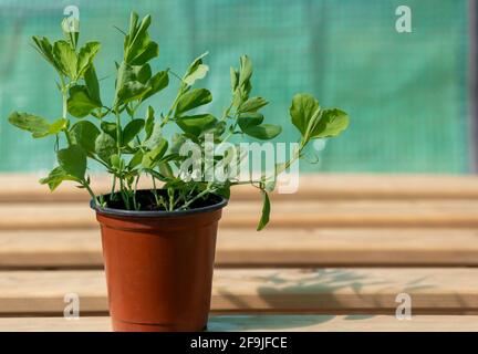 Raccolta di giovani pianta di piselli dolci in una pentola pronta per potando su crescere in un tunnel di poly su un'assegnazione in un piccolo spazio di copia sopra plai Foto Stock