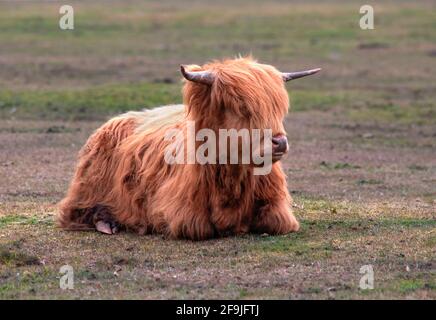 Vista laterale della mucca dell'altopiano scozzese che stese una razza dura con un lungo shaggy cappotto fuoco selettivo per aiutare la copia spazio sullo sfondo Foto Stock
