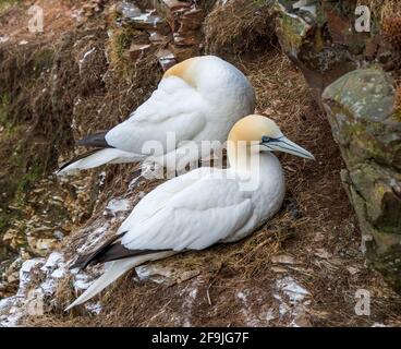 RSPB, Troup Head, Banff, Aberdeenshire, Regno Unito. 19 Apr 2021. REGNO UNITO, AB453JL. Questo è Gannet sulle scogliere del sito RSPB di Troup Head. Credit: JASPERIMAGE/Alamy Live News Foto Stock