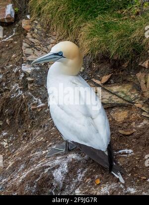 RSPB, Troup Head, Banff, Aberdeenshire, Regno Unito. 19 Apr 2021. REGNO UNITO, AB453JL. Questo è Gannet sulle scogliere del sito RSPB di Troup Head. Credit: JASPERIMAGE/Alamy Live News Foto Stock