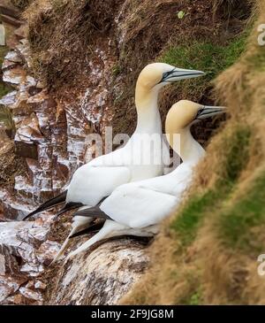 RSPB, Troup Head, Banff, Aberdeenshire, Regno Unito. 19 Apr 2021. REGNO UNITO, AB453JL. Questo è Gannet sulle scogliere del sito RSPB di Troup Head. Credit: JASPERIMAGE/Alamy Live News Foto Stock