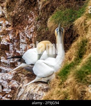 RSPB, Troup Head, Banff, Aberdeenshire, Regno Unito. 19 Apr 2021. REGNO UNITO, AB453JL. Questo è Gannet sulle scogliere del sito RSPB di Troup Head. Credit: JASPERIMAGE/Alamy Live News Foto Stock