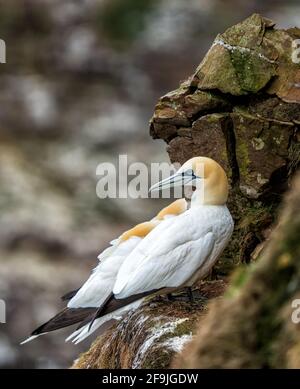 RSPB, Troup Head, Banff, Aberdeenshire, Regno Unito. 19 Apr 2021. REGNO UNITO, AB453JL. Questo è Gannet sulle scogliere del sito RSPB di Troup Head. Credit: JASPERIMAGE/Alamy Live News Foto Stock