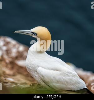 RSPB, Troup Head, Banff, Aberdeenshire, Regno Unito. 19 Apr 2021. REGNO UNITO, AB453JL. Questo è Gannet sulle scogliere del sito RSPB di Troup Head. Credit: JASPERIMAGE/Alamy Live News Foto Stock