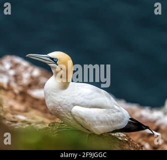 RSPB, Troup Head, Banff, Aberdeenshire, Regno Unito. 19 Apr 2021. REGNO UNITO, AB453JL. Questo è Gannet sulle scogliere del sito RSPB di Troup Head. Credit: JASPERIMAGE/Alamy Live News Foto Stock