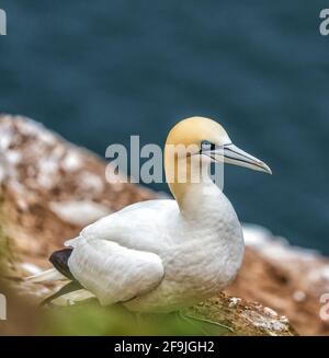 RSPB, Troup Head, Banff, Aberdeenshire, Regno Unito. 19 Apr 2021. REGNO UNITO, AB453JL. Questo è Gannet sulle scogliere del sito RSPB di Troup Head. Credit: JASPERIMAGE/Alamy Live News Foto Stock