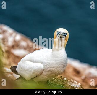 RSPB, Troup Head, Banff, Aberdeenshire, Regno Unito. 19 Apr 2021. REGNO UNITO, AB453JL. Questo è Gannet sulle scogliere del sito RSPB di Troup Head. Credit: JASPERIMAGE/Alamy Live News Foto Stock