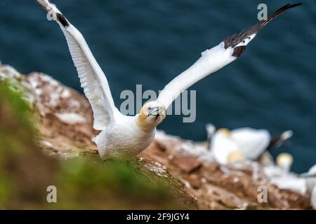 RSPB, Troup Head, Banff, Aberdeenshire, Regno Unito. 19 Apr 2021. REGNO UNITO, AB453JL. Questo è Gannet sulle scogliere del sito RSPB di Troup Head. Credit: JASPERIMAGE/Alamy Live News Foto Stock