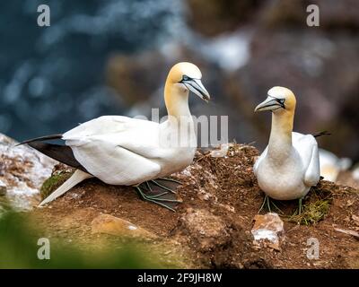 RSPB, Troup Head, Banff, Aberdeenshire, Regno Unito. 19 Apr 2021. REGNO UNITO, AB453JL. Questo è Gannet sulle scogliere del sito RSPB di Troup Head. Credit: JASPERIMAGE/Alamy Live News Foto Stock