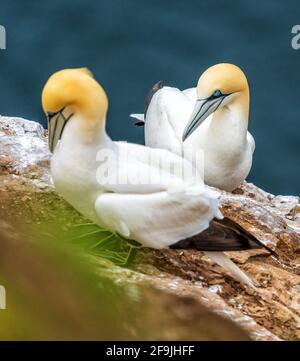 RSPB, Troup Head, Banff, Aberdeenshire, Regno Unito. 19 Apr 2021. REGNO UNITO, AB453JL. Questo è Gannet sulle scogliere del sito RSPB di Troup Head. Credit: JASPERIMAGE/Alamy Live News Foto Stock