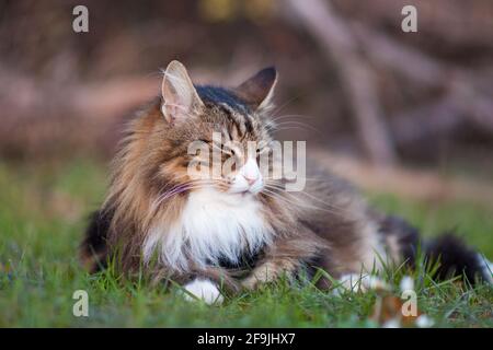 Gatto di foresta norvegese che riposa su un prato. nap Foto Stock