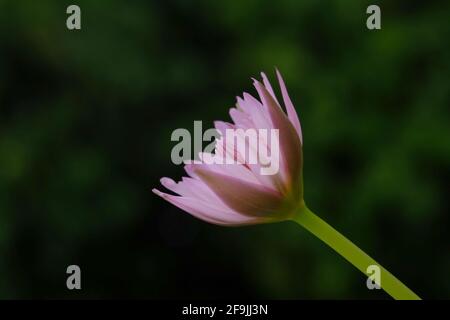 Closeup angolo di vista laterale di fiore rosa giglio d'acqua con gambo. Foto immagine Foto Stock