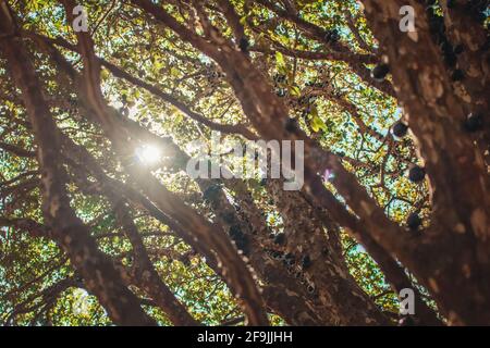 Albero pieno di frutti brasiliani jaboticaba in una giornata di sole Foto Stock